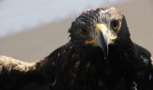 Crean PROFEPA y SEDENA centro nacional de control y protección del Águila Real