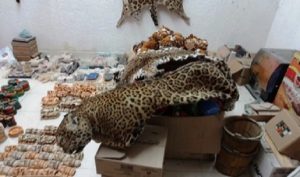 Asegura PROFEPA cinco pieles de Jaguar y un Ocelote en Valladolid, Yucatán
