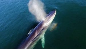 Se duplica la presencia de ballena Azul en el parque nacional Bahía Loreto