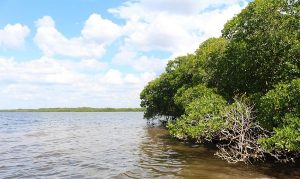 Alcalá Ferráez exhorta a preservar los manglares en Campeche