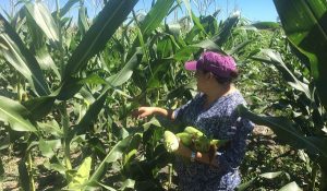 Rinden frutos apoyos entregados del gobierno de Quintana Roo al campo