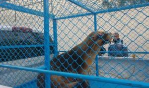 Trasladan PROFEPA y SEMAR 3 lobos marinos del parque acuático Atlantis a Delfinario en Nayarit