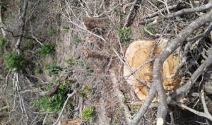 Interpone PROFEPA denuncia penal a Reserva de la Biosfera “La Sepultura” en Chiapas