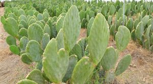 El nopal, planta que documenta la historia de México