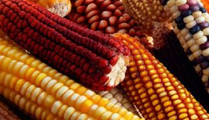 El maíz, cultivo principal en todo el mundo