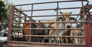 Preparan en Tabasco registro electrónico para regular movilización de ganado