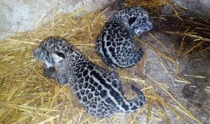 Constata PROFEPA nacimiento de dos jaguares en Nayarit