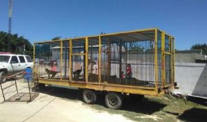Asegura PROFEPA 7 ejemplares de la vida silvestre a Circo Golden Bross en Tekax, Yucatán
