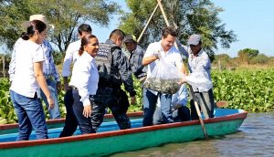 Con la liberación de 15 mil crías de tilapia gris se reactiva la economía en Cruz del Bajío