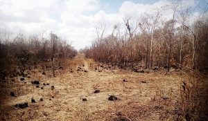 Incendio en comunidades de Hopelchén arrasa con pastizales