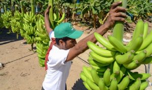 Producción de plátano “Hecho en México” aumenta siete por ciento