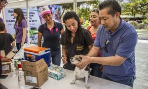 Participa Puerto Morelos en semana nacional de vacunación antirrábica 2017