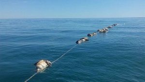 Reporta CONAP 22 Lobos Marinos y 2 Tiburones Espina que mueren en redes de Enmalle
