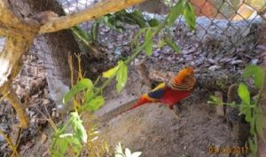 Asegura PROFEPA 9 ejemplares de vida silvestre en Pachuca, Hidalgo
