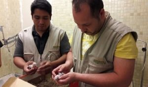 Asegura PROFEPA 5 Pericos polluelos que vendían ilegalmente a través de Facebook en Sinaloa