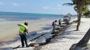 Redobla ZOFEMAT acciones de limpieza de Playas ante el recale inusual de sargazo