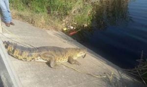 Captura y reintegra PROFEPA a cocodrilo de Pantano en su Habitat en Tamaulipas