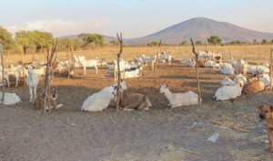 Destina SAGARPA 900 millones de pesos a producción ovina y caprina