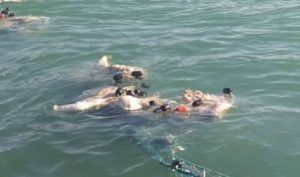 Recuperan SEMAR y PROFEPA vaquitas marina enmalladas por pesca furtiva en San Felipe BC