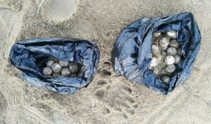 Rescata y reubica PROFEPA 79 huevos de Tortuga Marina en Manzanillo
