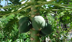 Aumenta 30 por ciento producción de papaya “Hecho en México” en la presente administración