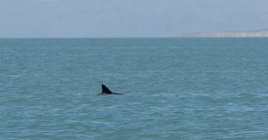 Reportan avistamiento de dos vaquitas Marinas cerca de la RB Alto Golfo de California