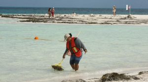 Intensifica Ayuntamiento de Benito Juárez limpieza de playas tras recale de sargazo