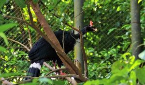 Destaca Chiapas en registro de aves locales y migratorias a nivel nacional
