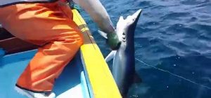 No existe denuncia por supuesta pesca de tiburón en costas de Veracruz: PROFEPA