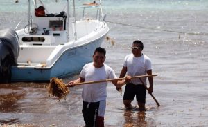 Limpieza urgente del sargazo en playas de la Riviera Maya