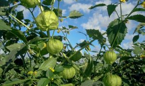 Crecen exportaciones internacionales de tomate verde «Hecho en México»