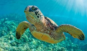 México, santuario ancestral de las tortugas marinas