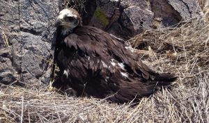 Detecta CONANP 12 territorios activos de Águila Real en Chihuahua