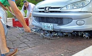 Autoridades y ciudadanía unen esfuerzos para regresar a cangrejo azul a su hábitat