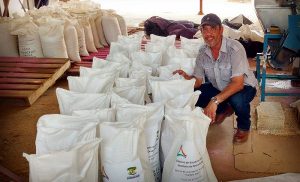 Ofertan maíz criollo a productores en Campeche