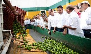 Recupera rentabilidad Juguera de Akil en Yucatán