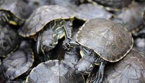 Asegura PROFEPA 4 loros y 24 tortugas abandonadas en un fraccionamiento de Tabasco