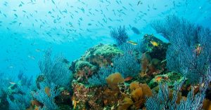 Corales, guardianes submarinos