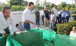 Supervisa Gaudiano mejora genética de mojarras tilapias para Centro