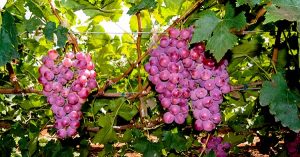 La uva, más allá del vino y el brandy