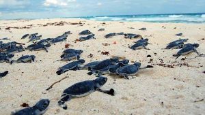 Realiza PROFEPA operativo de protección a Tortugas Marinas en Playas de Puerto Morelos