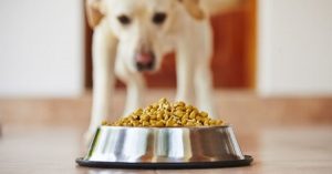 El alimento de las mascotas deben traer registro SAGARPA