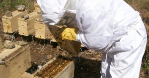 Si de historia se trata, hablemos de apicultura