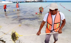 Instruye alcalde limpieza permanente en playas de Cancún para control de sargazo