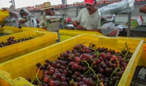 Llega a Australia el primer cargamento de uva mexicana de mesa