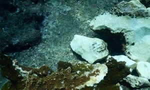 Buque “Antares” daña 9 especies de coral en Tuxpan: PROFEPA