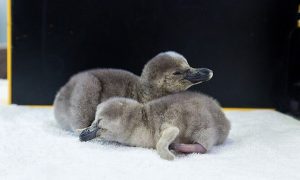Nacen dos pingüinos en Acuario de Veracruz