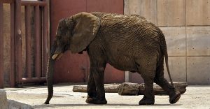 Verifica PROFEPA estado de salud de Elefanta “Ely” en el Zoológico de Aragón