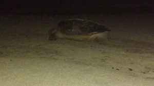 Vigilancia nocturna de PROFEPA para resguardo de 368 nidos de Tortuga marina en Akumal