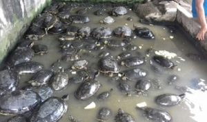Rescata PROFEPA 117 tortugas de diferentes especies en Tapachula, Chiapas